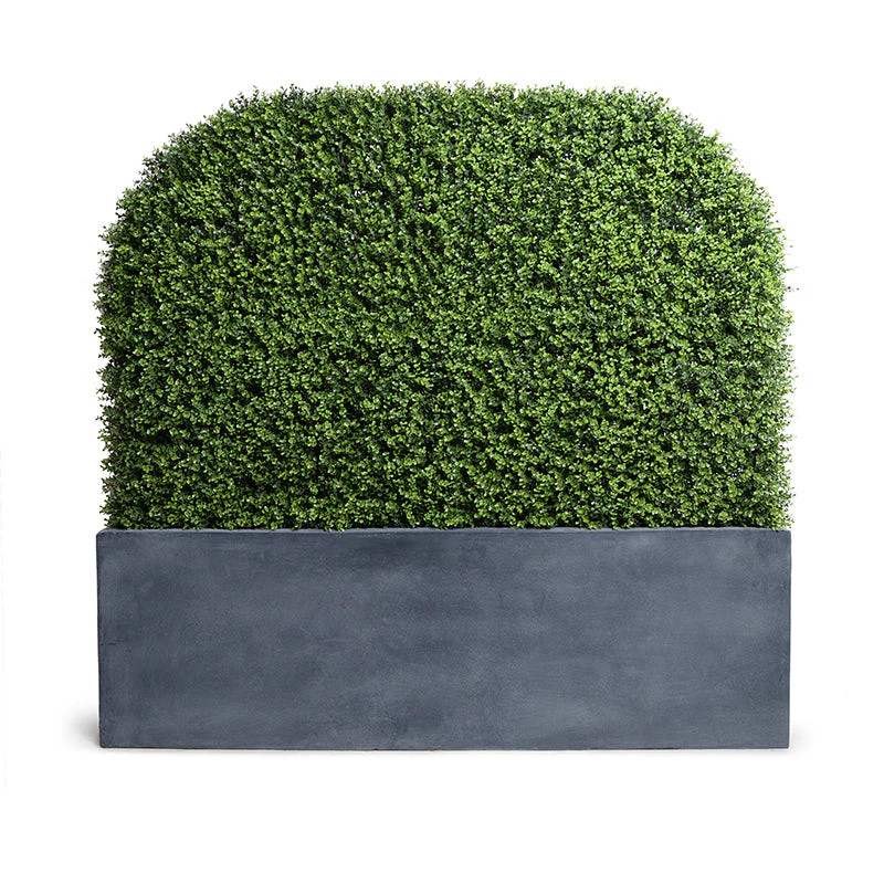 arc boxwood hedge in planter