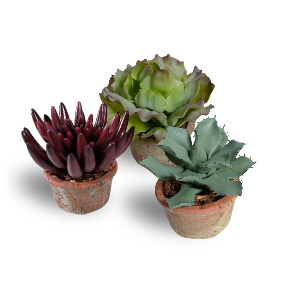 Set of 3 Table Top Succulents in Round Terra Cotta Pots