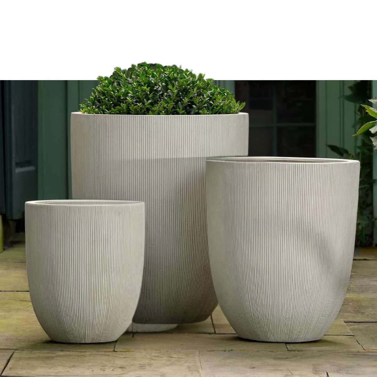 arago-planter-campania