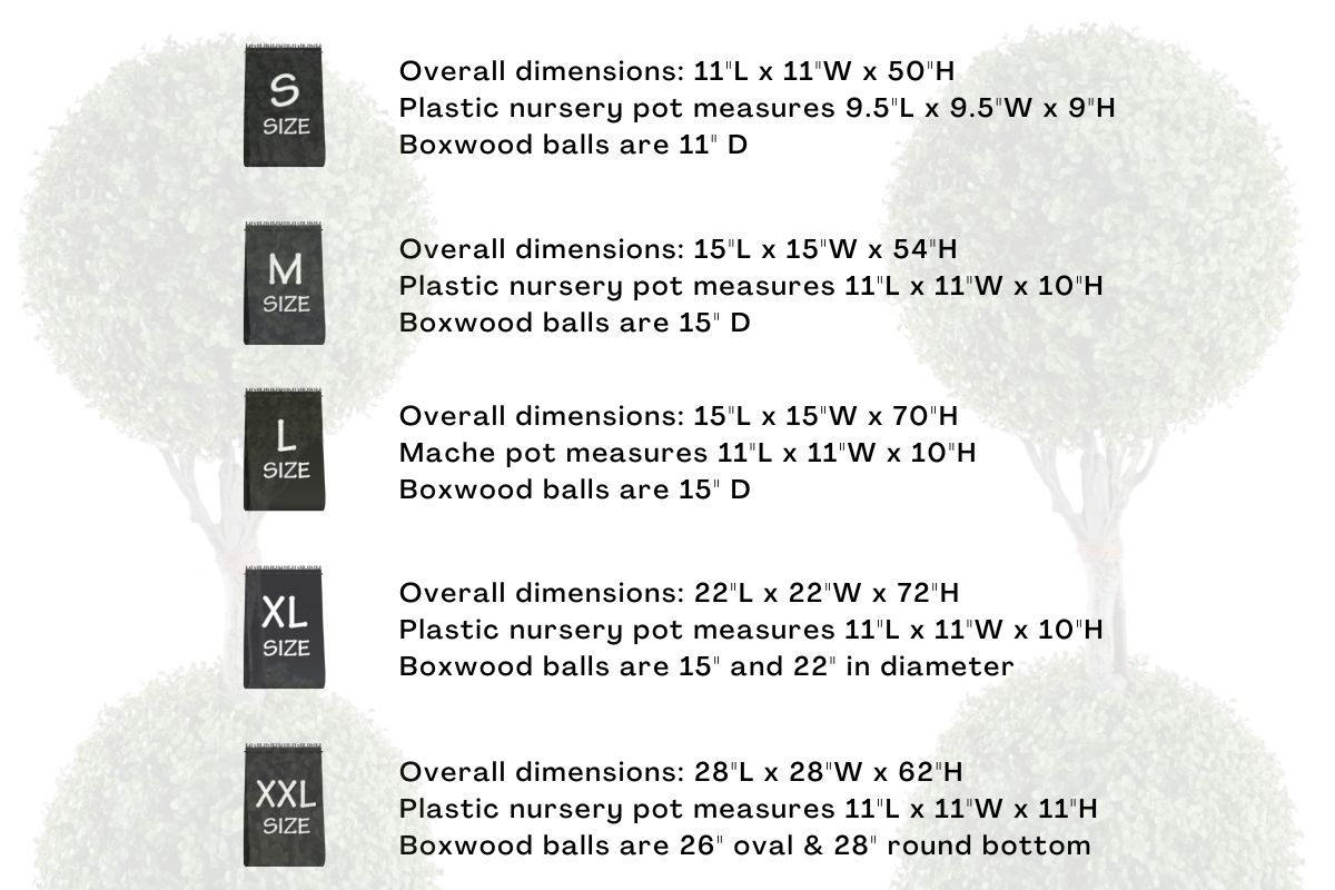 double-boxwood-topiary-sizes-dimensions