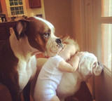 11 Times Pets Made the Best Pillows