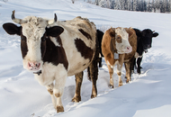 Why Wisconsin Is America’s Dairy State: From Snowy Farms to Artisan Cheese