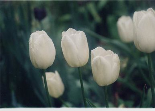 White Tulips Photo