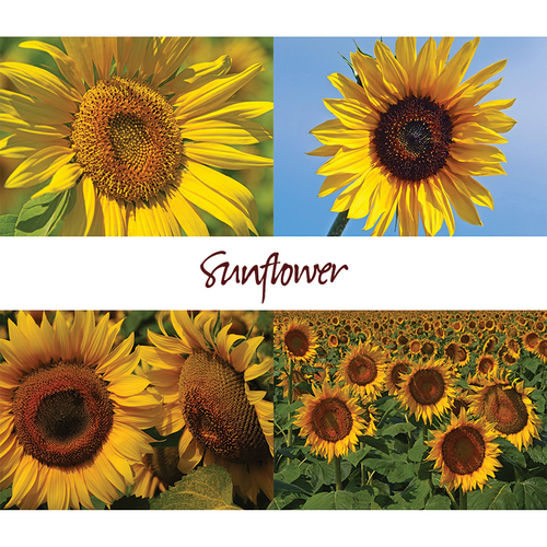 Sunflowers Note Card Set 7682