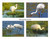 Photo Note Cards - Whooping Cranes