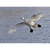 Trumpeter Swans Note Card Set - Stretching