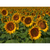 Sunflowers Note Card Set - Close up photograph of disk and ray flowers