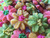 Spring Spritz Flower Cookies - Alternate View