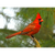 Cardinal Note Card by Wolf's Nature Vision Photography - Alt Image 3