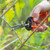 Ventool 7.5’’/190mm Fruit Shears, Gardening Hand Pruners - Orange Ventool 7.5’’/190mm Fruit Shears, Gardening Hand Pruners - Orange