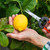 Ventool 7.5’’/190mm Fruit Shears, Gardening Hand Pruners - Orange Ventool 7.5’’/190mm Fruit Shears, Gardening Hand Pruners - Orange