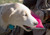 Active-Life Extreme Neoprene Floatation Tug-N-Pull Chew-Tough Dog Toy