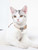 Touchcat ® Lucky Charms Designer Cable Necklace Cat Collar