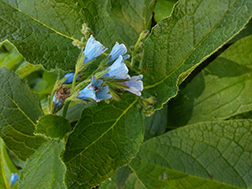 The Healing Legacy of Comfrey: A Timeless Ingredient in Natural Bath & Body Care