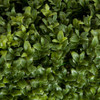 35 x 11 x 30 Inch Boxwood Hedge
New Style Leaf Tutone Green Closeup