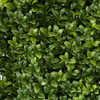 35 x 11 x 30 Inch Boxwood Hedge Closeup