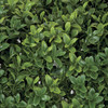 Close up of UV Boxwood Leaves