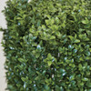 Close up of Boxwood Leaf
Limited UV Protection