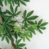 Close Up of Green Japanese Maple Leaves