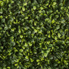 Close Up of Tutone Green Boxwood Leaves