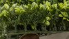 Sideview of Boxwood 3.5" Height
Dense, Upright Leaf Shape