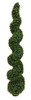 6' UV Dwarf Boxwood Spiral Topiary