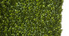 Close Up of Boxwood Hedge