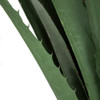 Close Up of Leaves
