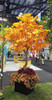 10.5' Sugar Maple Tree Orange/Red in Decorative Pot