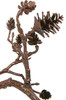 Close Up of Mini Pine Cones