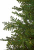 PE/PVC Mixed Rosemary Pine Tree with 3mm LED Lights