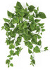 28" Hanging Mixed Light Green Cissus Bush
FR/Limited UV Foliage