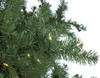 Close Up of Nikko Fir Tips - Short Needle