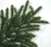 Close Up Frasier Fir Green