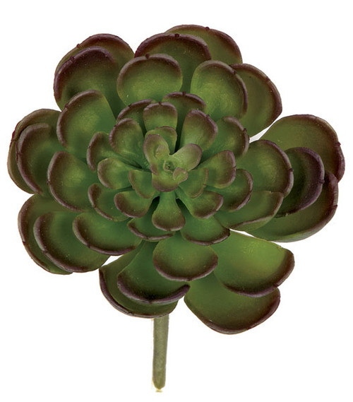 4 Inch Echeveria Pick
Green/Purple