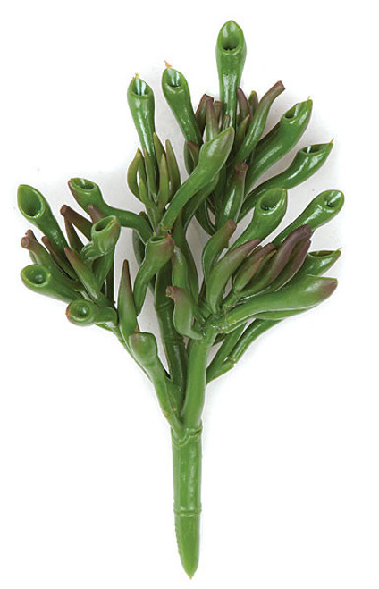 7" Hatiora Plant Green