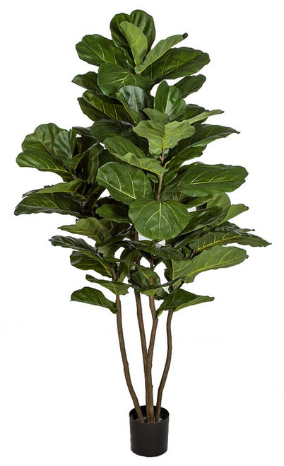 6.5' Fiddle Leaf Fig Tree on Natural Wood Trunk