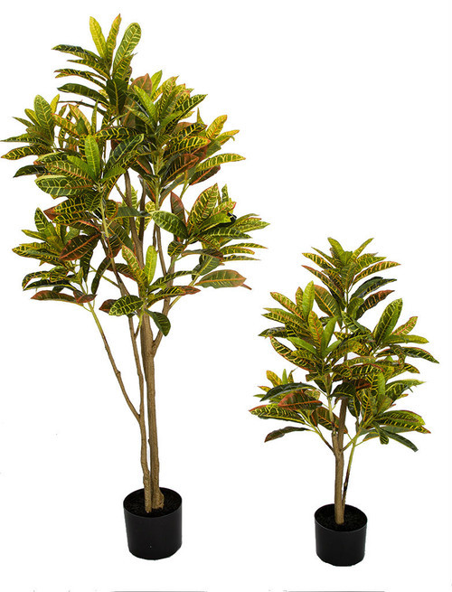 3' or 5' Croton Plant