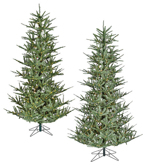 Newport Fir Trees