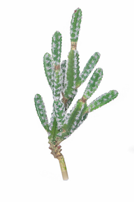 25" Flocked Finger Cactus Bare Stem