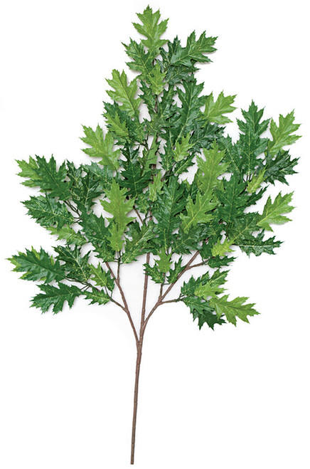 PR-469110 - 38" Green Pin Oak Branch