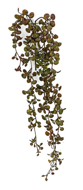 A-182090 - 24" Dischidia Succulent Vine