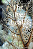 The Silver Leaf