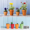Flowering vs. Non-Flowering Plants