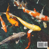 My Pet Fish - Animal Book 4-6 | Children's Animal Books