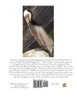 The Comeback Kids, Book 3, the California Brown Pelican