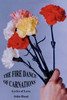The Fire Dance of Carnations