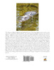 The Comeback Kids, Book 7, The American Alligator