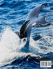 Snowball The Humpback Whale