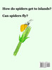 The Little Spider